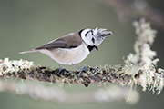 photo of a Crested Tit