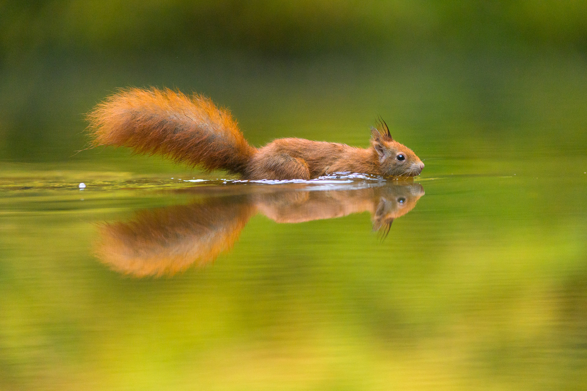 Eichhörnchen im Wasser
