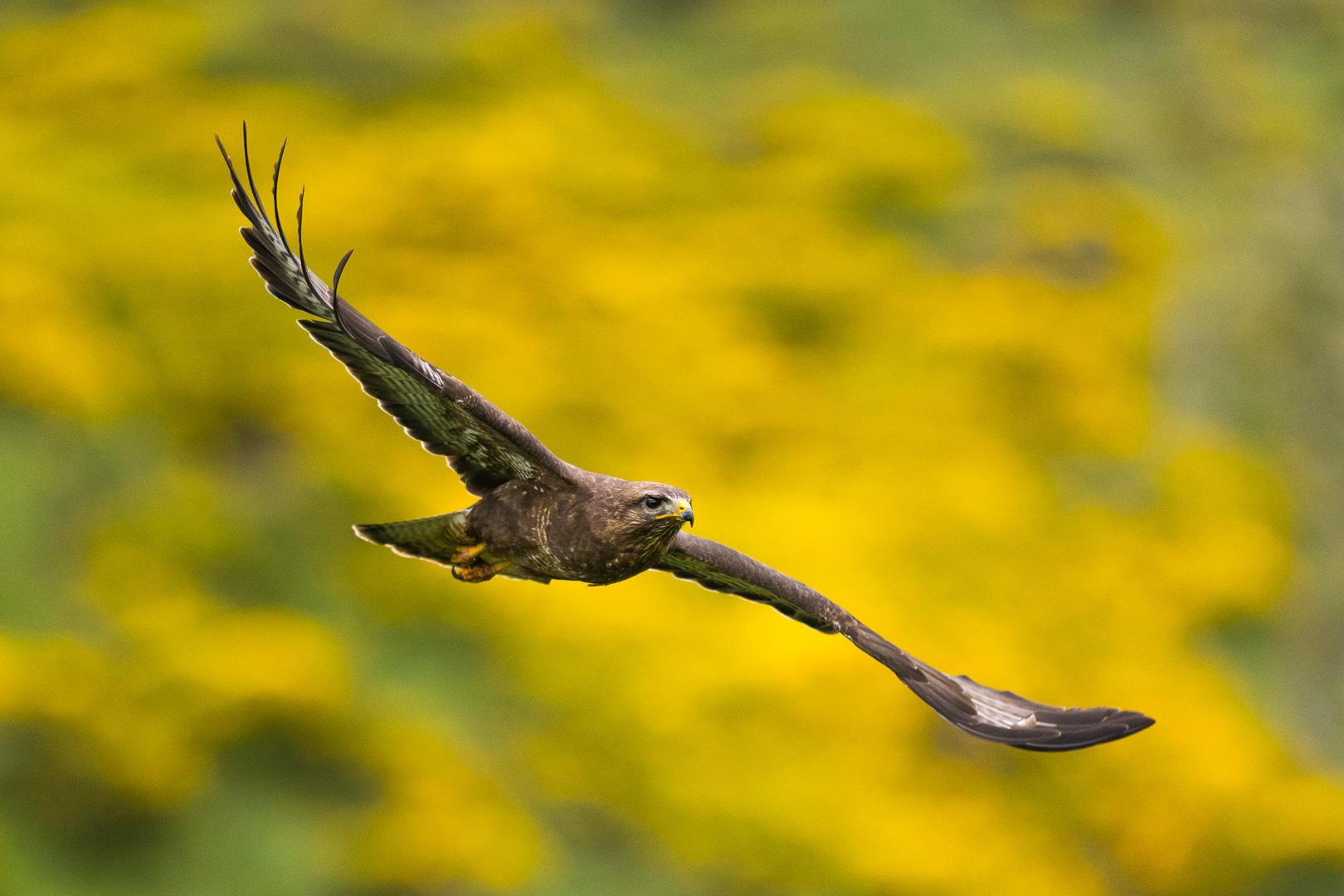 Mäusebussard