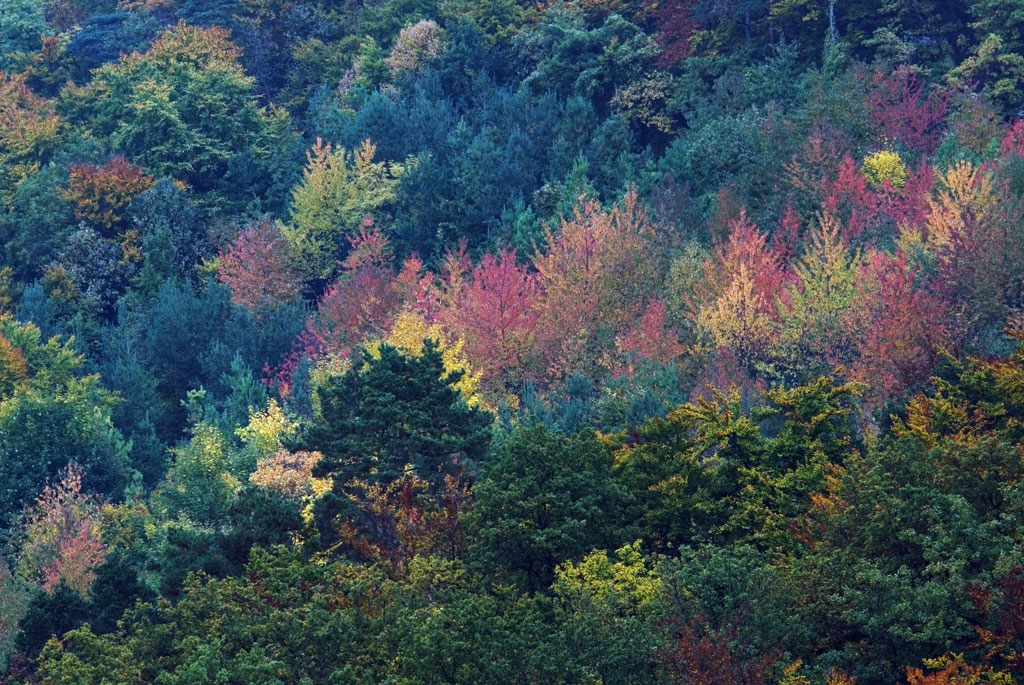 artenreicher Herbstwald