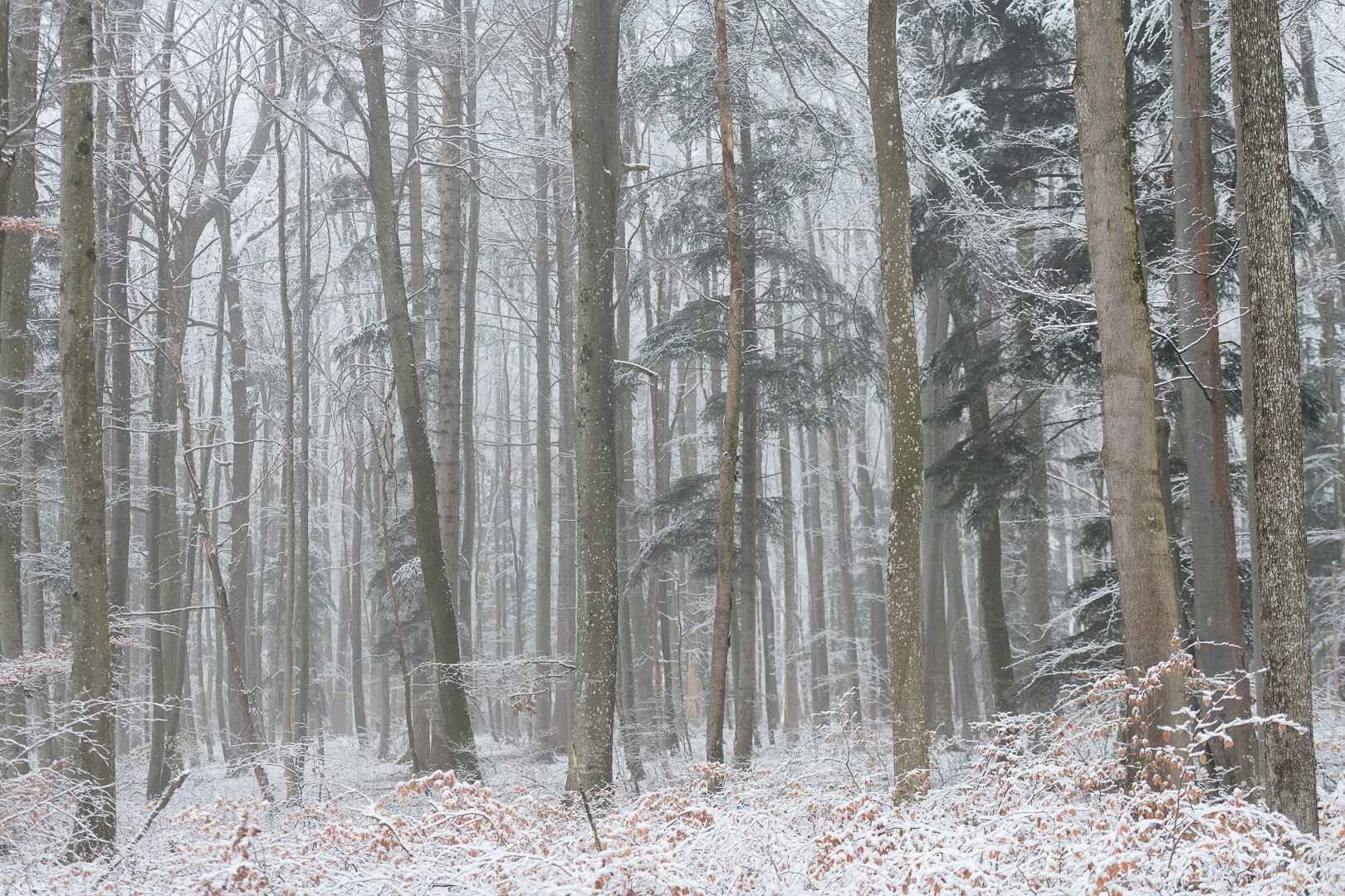 Buchenwald im Nebel und Schnee