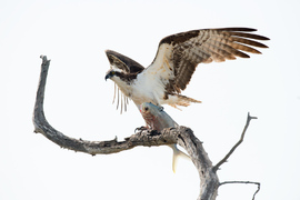 photo of a Osprey with a fish in its claws